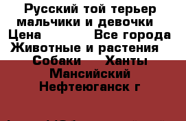 Русский той-терьер мальчики и девочки › Цена ­ 8 000 - Все города Животные и растения » Собаки   . Ханты-Мансийский,Нефтеюганск г.